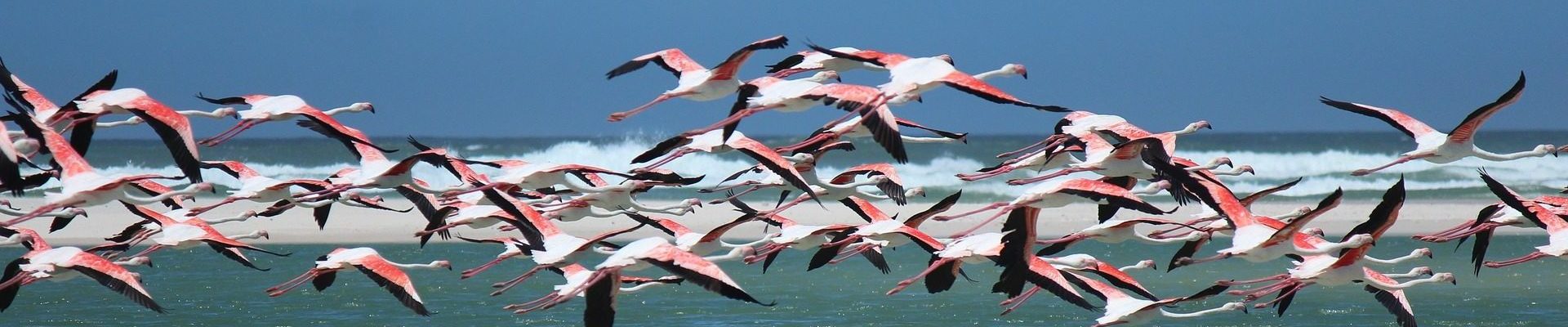 Flying flamingo's